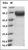 PD-1 Protein, Mouse, Recombinant (hFc)