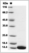 Thioredoxin/TRX Protein, Mouse, Recombinant