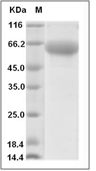 IL-1RAP/IL-1RAcP Protein, Human, Recombinant (His & Avi), Biotinylated