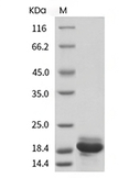 IL-33 Protein, Human, Recombinant
