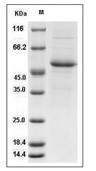 Interferon alpha 7/IFNA7 Protein, Human, Recombinant (hFc)