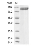 LILRA2/CD85h/ILT1 Protein, Human, Recombinant (hFc)