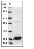 IL-2 Protein, Mouse, Recombinant
