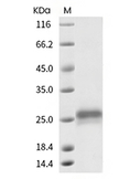 HER2/ERBB2 Protein, Human, Recombinant (aa 489-630, His)