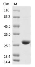 C-Reactive Protein Protein, Human, Recombinant