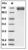TCCR Protein, Human, Recombinant (hFc)