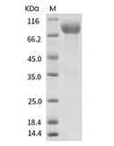 CD155/PVR Protein, Human, Recombinant (hFc)