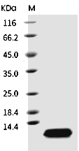 EGF Protein, Human, Recombinant