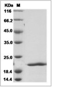 FGF-8a Protein, Human, Recombinant