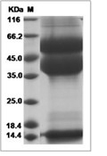 Latent TGF beta 1 Protein, Cynomolgus, Recombinant (His)