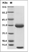 FCGRT & B2M Heterodimer Protein, Human, Recombinant (His), Biotinylated