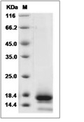 TSPAN8 Protein, Human, Recombinant (His)