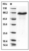DLL1 Protein, Mouse, Recombinant (His)