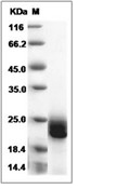 IFN-beta Protein, Human, Recombinant