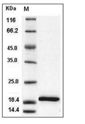 IL-1 beta/IL-1F2 Protein, Mouse, Recombinant