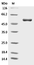 4-1BB Ligand/TNFSF9 Protein, Human, Recombinant (hFc)