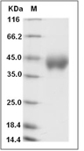 CRLF2/TSLPR Protein, Human, Recombinant (His)