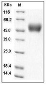 IL-13 Protein, Human, Recombinant (hFc)