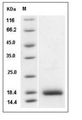GDNF Protein, Human, Recombinant (HEK293)