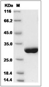 Serum Amyloid P Protein, Human, Recombinant (His)