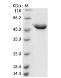 CD5 Protein, Human, Recombinant (His)