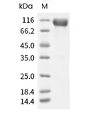 LILRB1/CD85j/ILT2 Protein, Human, Recombinant (hFc)