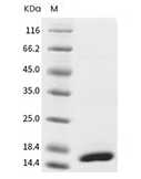IL-7 Protein, Human, Recombinant