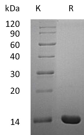 IL-2 Protein, Human, Recombinant (E. coli)