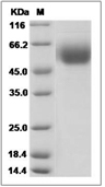 ST2/IL-1 RL1 Protein, Mouse, Recombinant (His)