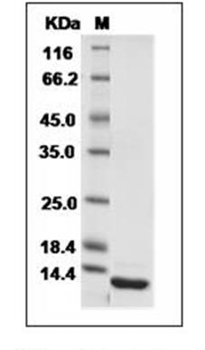 IL-5 Protein, Human, Recombinant