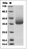 IL-T3 Protein, Human, Recombinant (His)