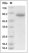 CLEC10A Protein, Human, Recombinant (hFc)