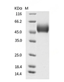 CD4 Protein, Mouse, Recombinant (His)