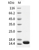 IL-3 Protein, Human, Recombinant