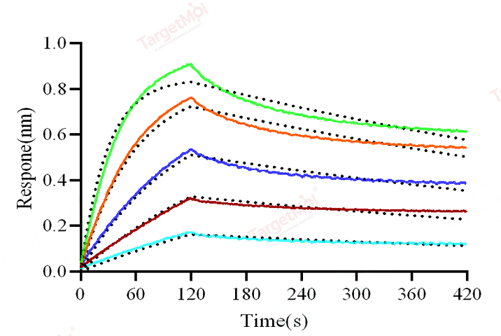 CD47 Protein, Human, Recombinant (aa 1-139, His)