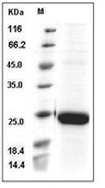 IL-18 Protein, Rhesus, Recombinant (His)