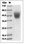 B7-H4 Protein, Human, Recombinant (His)