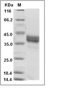 PD-L1 Protein, Human, Recombinant