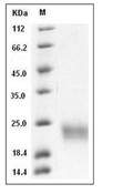 SCF Protein, Mouse, Recombinant (His)