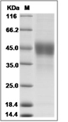 TROP-2 Protein, Cynomolgus, Rhesus, Recombinant (His)