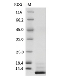 IL-13 Protein, Human, Recombinant