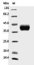 CD38 Protein, Cynomolgus, Rhesus, Recombinant (His)