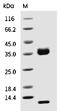 FCGRT & B2M Heterodimer Protein, Cynomolgus, Recombinant (His & Avi), Biotinylated