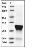CNTF Protein, Human, Recombinant (His)