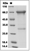 MMP-2 Protein, Human, Recombinant