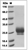 RNF43 Protein, Human, Recombinant (His)