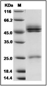IL-23 Protein, Mouse, Recombinant (His)