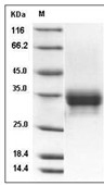 CD32A Protein, Cynomolgus, Recombinant (His & Avi), Biotinylated