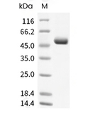 CD4 Protein, Human, Recombinant (His)
