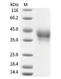 PD-1 Protein, Human, Recombinant (His)